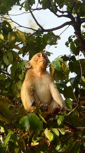 Beautiful Monkey Eating Somthing under sunset shine #reels | Discover