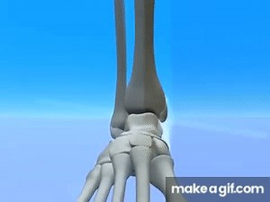 Ankle & Subtalar Joint Motion Function Explained Biomechanic of the Foot - Pronation & Supination on Make a GIF