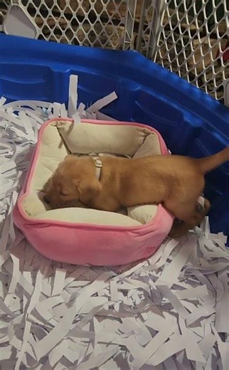 Missy's Day Part 1🎀💗🌸🐶Adorable Red Labrador Puppy in CA