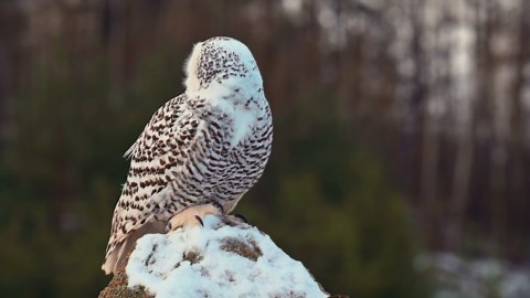 The Snowy Owl: Stunning Close-Up Video Footage