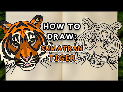 How to draw and colour: SUMATRAN TIGER (Endangered Animals)