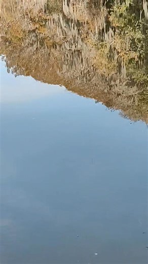 Here's one spot of a total of 2 mi around lochloosa Lake That was just treated with herbicide that does not have a minnow a fish a shrimp there's no life here whatsoever I did see an alligator but his home is his home he cannot change that 😭 could you imagine being trapped in a chemical laden muck when the people who are in charge of protecting your home comes and sprays poisons and kills all the fish and animals you rely on to live? | Cassels Mobile Bait