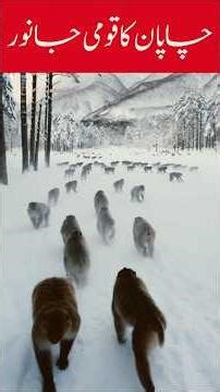 Japan ka qumi janwar (چاپان کا قومی جانور )#shorts #shortsfeed #facts #amazing #birds #top5 #5facts