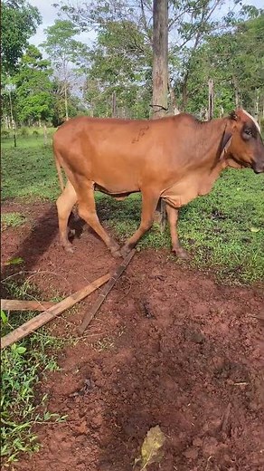 Nonchalant Cow Dismantles Fence || ViralHog