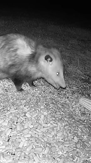 Baby possum eating with his little tongue showing… you rarely see that up close. 🐾💛
