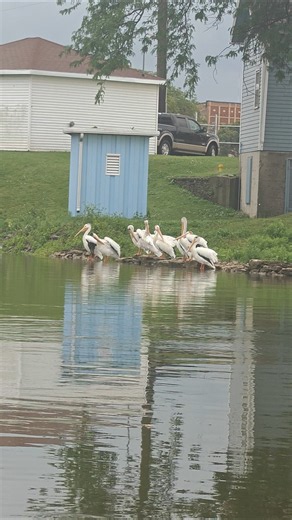 Amazing Pelicans Up Close! 🐦