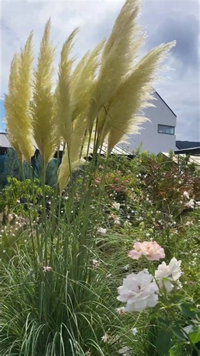 오늘 정원풍경 Garden flowers 2026.8.9 팜파스 그라스 푸밀라
