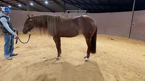 6.6K views · 239 reactions | SOLD - Voo Do Sister 2017 Sorrel Mare Shiners Voodoo Dr X Gray Gunlight (Gunner) “Gracie” is a stunning daughter of Shiners Voodoo Dr out of a producing daughter of Gunner. Gracie is also a money earner in the show pen. This mare is very capable and athletic. She is a fun mare that would fit any level of rider. Call/Text Yonathan: 580 465 3014 | Baruch Reining Horses | Facebook