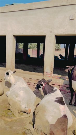 Exploring Çatal Farm in Multan