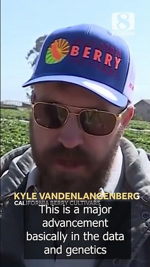 New strawberry varieties promise tastier, stronger crops for farmers