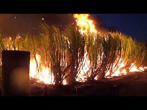 Local Story: Cane Fires
