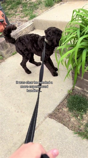 Service Dog Training: Handler's Dedication