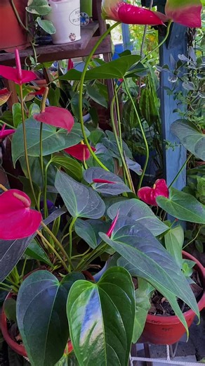 Vida verde Rizo on TikTok