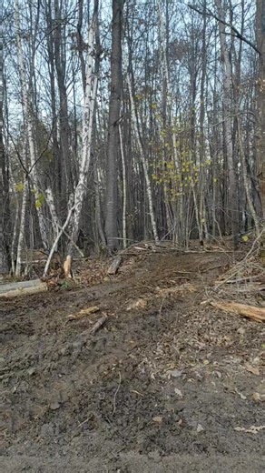 Bulldozer Working in Forest: Clearing Fallen Debris
