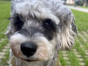 看到大狗就成了嘤嘤怪