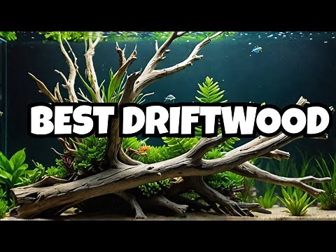 The Best Aquarium Driftwood (Top 9 Picks) 🌿