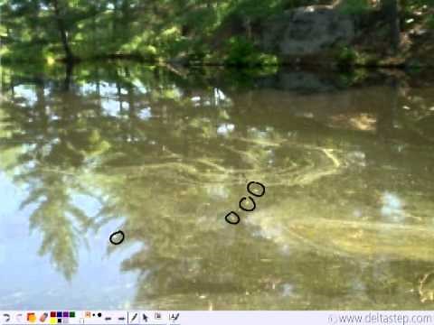 Features of Water Pollinated Flowers