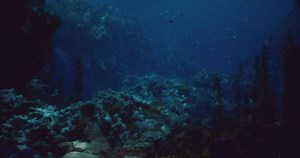 CGI Underwater exploration of vibrant coral reef teeming with marine life