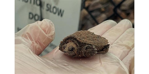 Burlington officials: Mind the baby snapping turtles on the bike path