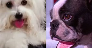 Yes, You Have Seen A 'Talking Dog' On 'Got Talent' Before