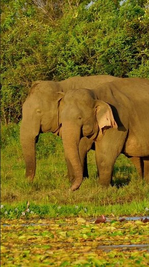 Calm Nature Moments 🐘 #elephant