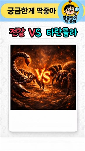"전갈 VS 타란튤라"