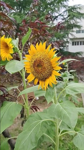 Sunflower Plant & Its Flower | Beautiful Growth and Blooming Process