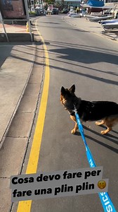 Mi fanno lavorare anche per fare plin plin 🤭😂🙄. #marleysupercane #canecieco #cane #pastoretedesco #animali #marleysfamily | Marley Supercane