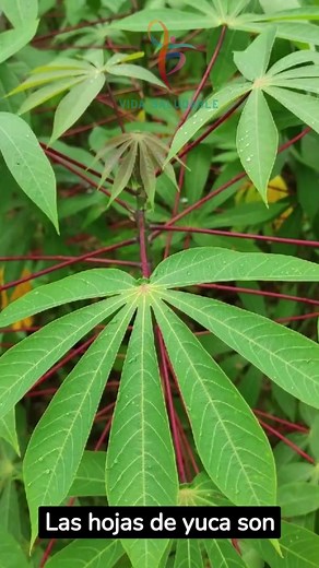 1.7M views · 41K reactions | Las hojas de yuca tratan migraña diarrea visión borrosa obesidad artritis derrame cerebral hipertensión cáncer Hervir las hojas de yuca y el jengibre cortado en rodajas con agua durante 15 minutos. Bebe una taza al día. La naturaleza cura. #remediosnaturales #receta #consejospracticos | Remedios Caseros | Facebook
