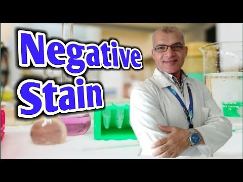Bacterial Negative Stain Procedure