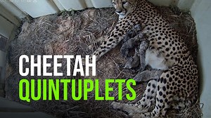 Cubs Can Be Viewed on the Live Cheetah Webcam Oct. 12, 2021 Video Courtesy of Smithsonian’s National Zoo and Conservation Biology Institute. Carnivore keepers at the Smithsonian Conservation Biology Institute in Front Royal, Virginia, welcomed a litter of five cheetah cubs today. Five-year-old female Rosalie birthed the cubs at 5:20 a.m., 8:24 a.m., 9:42 a.m., 10:33 a.m and 11:17 a.m. ET. The family can be viewed via the Cheetah Cub Cam https://nationalzoo.si.edu/webcams/cheetah-cub-cam. Ten-yea