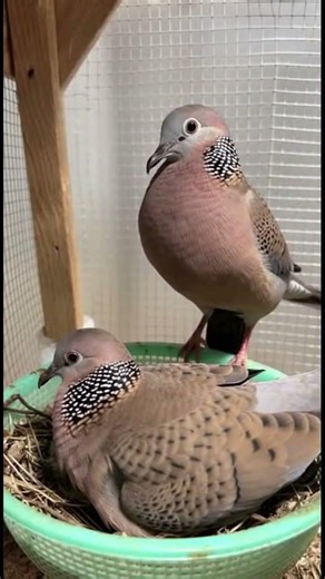 Don’t Touch My Babies! Brave Birds Chase Away a Snake