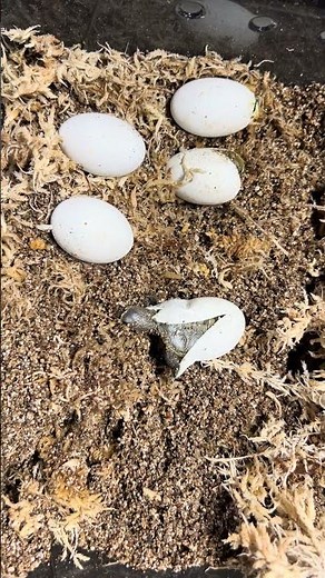 Diamondback Terrapin hatching