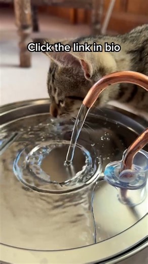 7.5K views | The Real Reason Your Cat Is Ignoring Their Water Bowl | KittySpout | Facebook