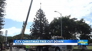 Kahala’s 55-foot Cook Pine ready for Honolulu City Lights celebration