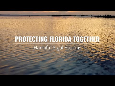 Protecting Florida Together: What Are harmful algal blooms?