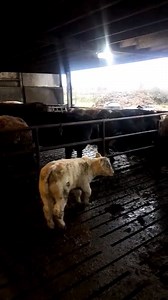 Hideal HJD bull x CH dam, pictured below @ 5 weeks old, bred by Christopher Dineen, Co Roscommon. Hideal is the Number 1 Charolais for Terminal index on the ICBF Active Bull List. Irish Charolais YMA Irish Charolais Cattle Society Irish Farming Discussion Group | Bova AI