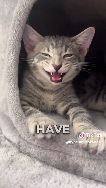 hype.animals sur TikTok