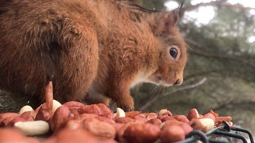 Red List of British Mammals explained