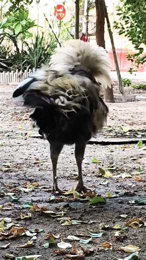 nature vibes ❤️ rooster crowing in the morning 🐓 murga ki awaaz