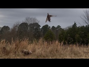 Pheasant hunting silver lab and German shorthaired pointer: Watson family hunt 11/25