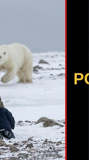 Polar Bears Hunt Humans For Food. Here Are 5 Times It Happened #shorts #scarybearattacks #bear