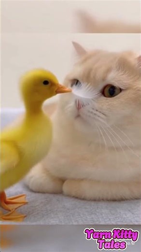 The Rock Switcheroo vs. The Stealth Feather Drop 😂🐱🦆