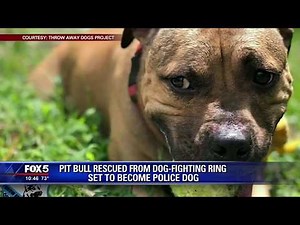 Pit bull rescued from dog fighting ring set to become police K 9