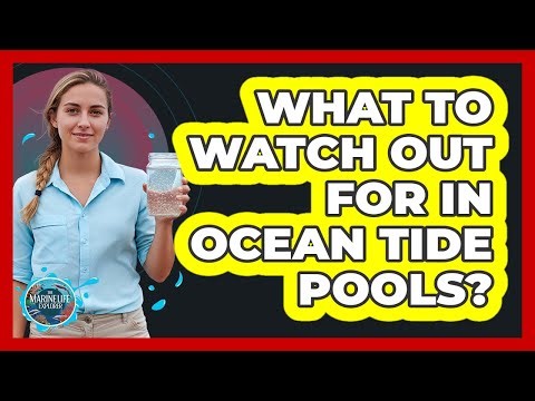 What to watch out for in ocean tide pools?