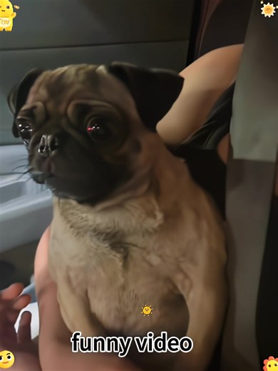 funny video#funny #fyp #foryou #viral #tiktok | funny video