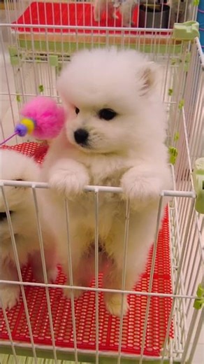 #thúcưng #chómèohàihước #chó Chó Phốc Sóc Mini Funny and Cute Pomeranian cute animals#25.9