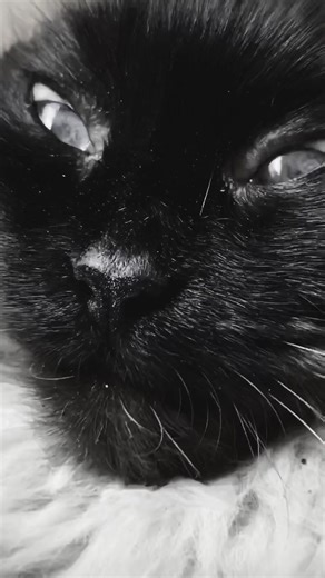 Typical AHS intro #ahs #cat