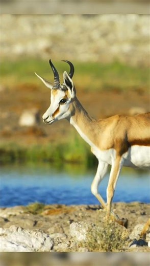 Sprinbok Strategy 😱