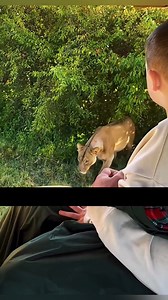 452K views · 4.8K reactions | bakit hindi inaatake ng leon ang mga tao樂 #facts #Amazing | Amazing stories | Facebook